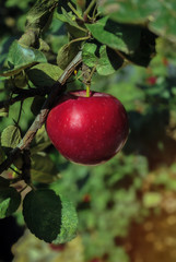 Red apple growing on tree branches. Eco-friendly products and healthy food concept. Apple Day. The concept of agriculture, healthy eating, organic food. Vitamin food. Fruit harvest
