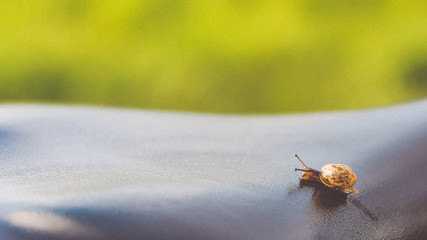 A small snail. Macro photography with shallow degrees of freedom