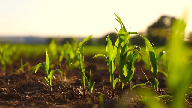 Young corn grows on the field in the evening light
