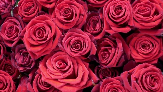 Beautiful bouquet of bright pink flowers roses as background. HD video