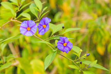 Italy, Central Italy, Lazio, Tivoli. Paraguay Nightshade, Purple Nightshade, Solanum Shrub, Lycianthes Rantonnetii, Royal Robe, Potatoe Bush vine.