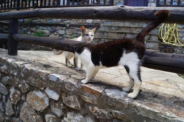 two cats rub against the wooden railing