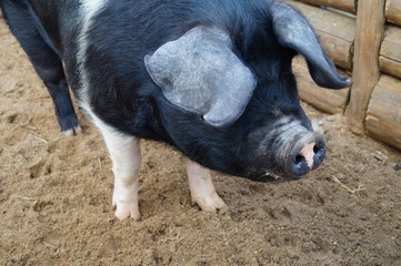 one fat pig stands in the pen