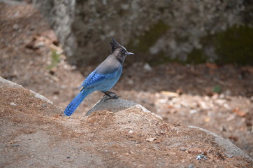 Steller Jay