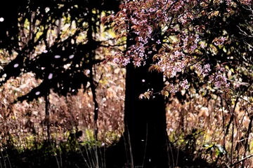 Afwasbaar Fotobehang Kersenbloesem 風に舞う桜の花びら