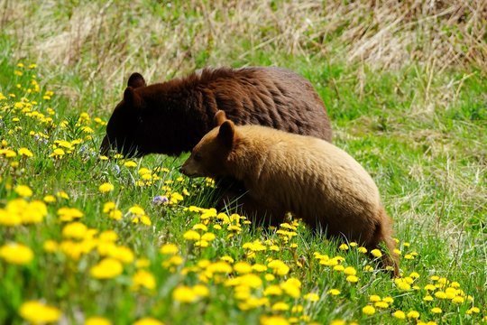 Bear family of mother and cub exploring dandelion hill
