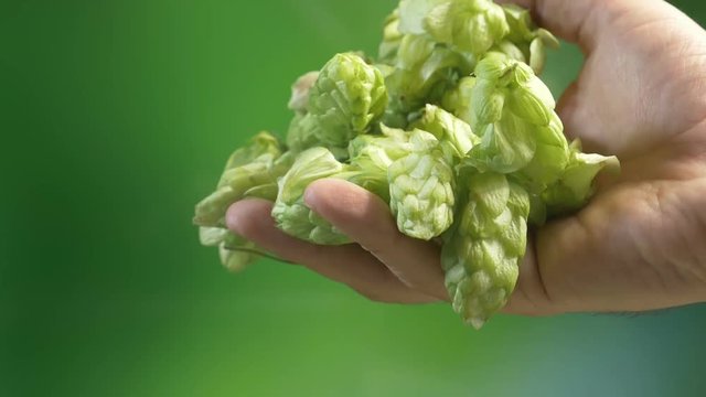 Professional video of hops cones in hands in slow motion 180fps