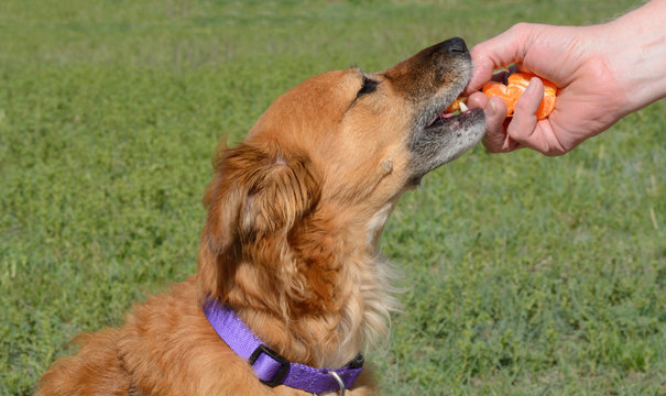 Hand Giving Healthy Clementine Orange Segments To Mixed Breed Brown Dog As Dog Treats