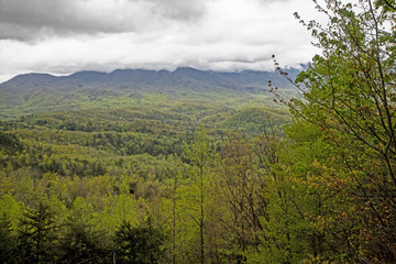 An overlook of green leaves and fog on the mountain in the Smokies.