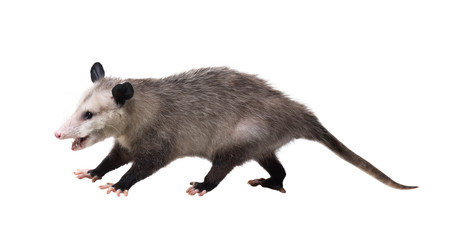 Young North American opossum (Didelphis virginiana) stands on a white background and looks at the camera. Isolated