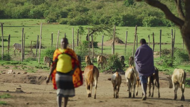A Maasai village