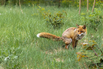 Ein männlicher Rotfuchs , Rüde mit beschädigtem Auge , markiert durch absetzen von Kot sein Revier © Ronald Rampsch