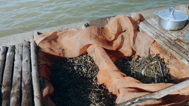 Clammer pouring fresh clams into a dugout canoe ( extreme close up )