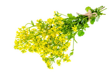 Bunch of stems with small yellow flowers