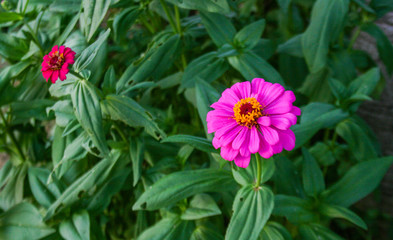 Pink blossom blooming in a park in Thailand.