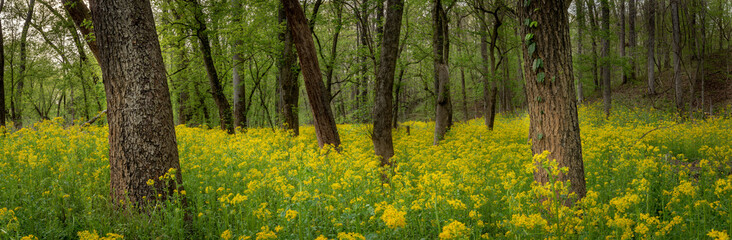 Flood of Yellow Ragwort Flowers in Forest