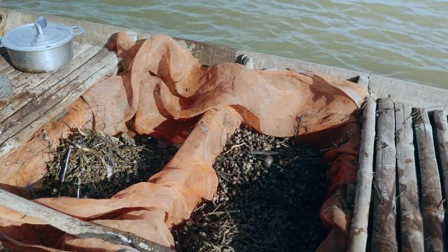 Clammer pouring fresh clams into a dugout canoe ( extreme close up )