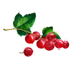 Red currant on white background. Watercolor illustration