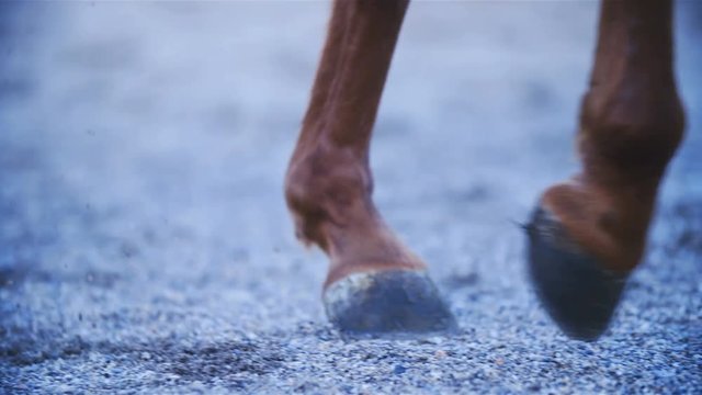 Horse hooves walking in slow motion 4K