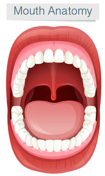 Human Mouth Anatomy on White Background