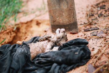 Poor Skinny Dead Cat