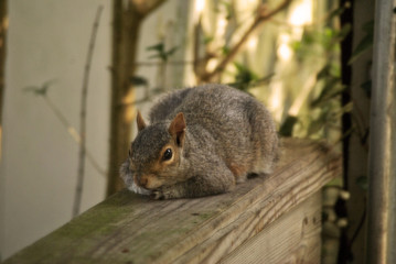 Squirrel Snooze