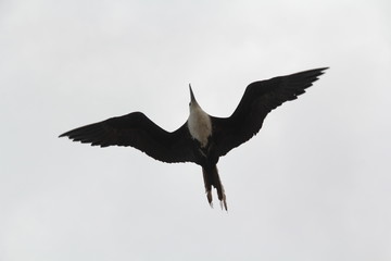Seevogel