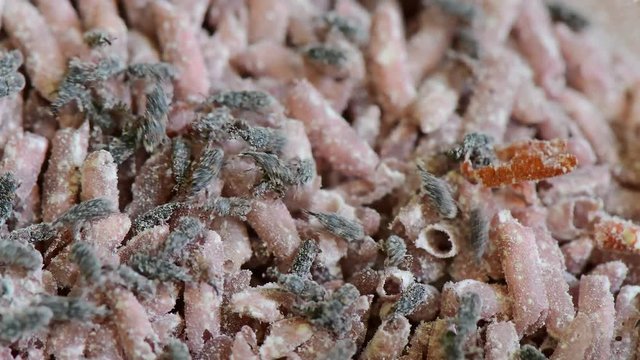 Close up shot of rice weevil on rice