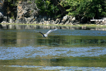 Heron Bird - Coastline, Victoria, BC, Canada