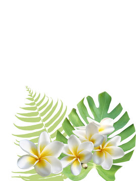 モンステラ プルメリア ハワイ 癒し トロピカル 南国 Stock イラスト Adobe Stock