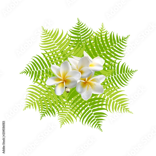 Hd限定モンステラ プルメリア イラスト 無料 動物ゾーン