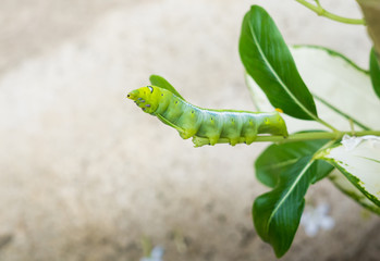 green worm