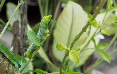 worm eating leaf