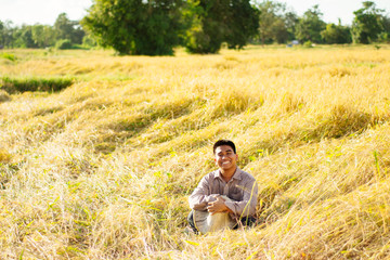 Brown Skin Farmer And His Rice Field