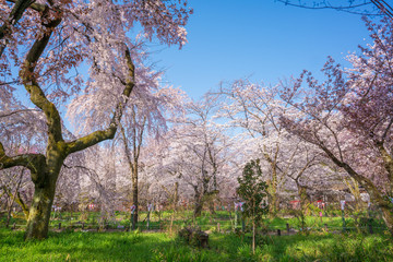 Obraz premium 京都 平野神社の桜