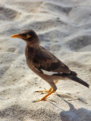 Brown bird on the sand