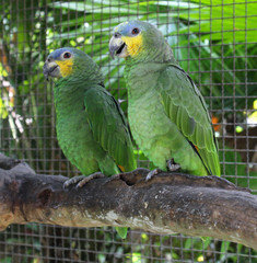 Two green parrots macaw