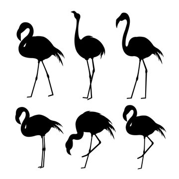 Flamingo Black Animal Bird Cartoon Character Vector Illustration
