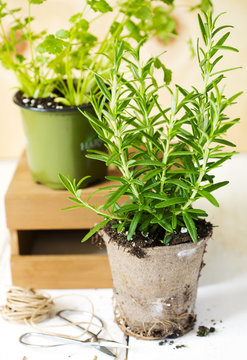 Rosemary and cilantro herb growing in a pot.
