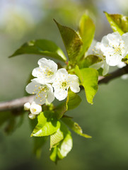 Beautiful pear blossom in spring time.
