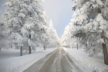 Obraz premium Winter forest with trees covered snow. White frost park landscape.