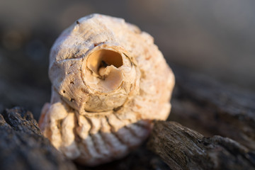 closeup of a large light shell