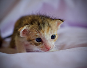 Kitten cat baby newborn animal