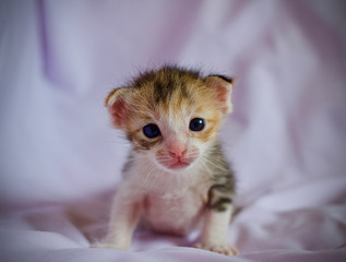 Kitten cat baby newborn animal