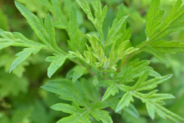 よもぎ　若葉
