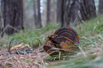 Rusty jar in the grass. The concept of environmental protection. Danger of debris in nature. Clogging the environment.