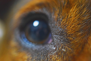 doggy eye