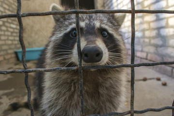 Raccoon (American raccoon) in the enclosure.
