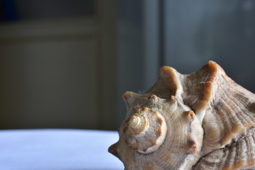 Shell on the background