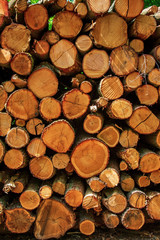 detail view of a woodpile of freshly cut logs